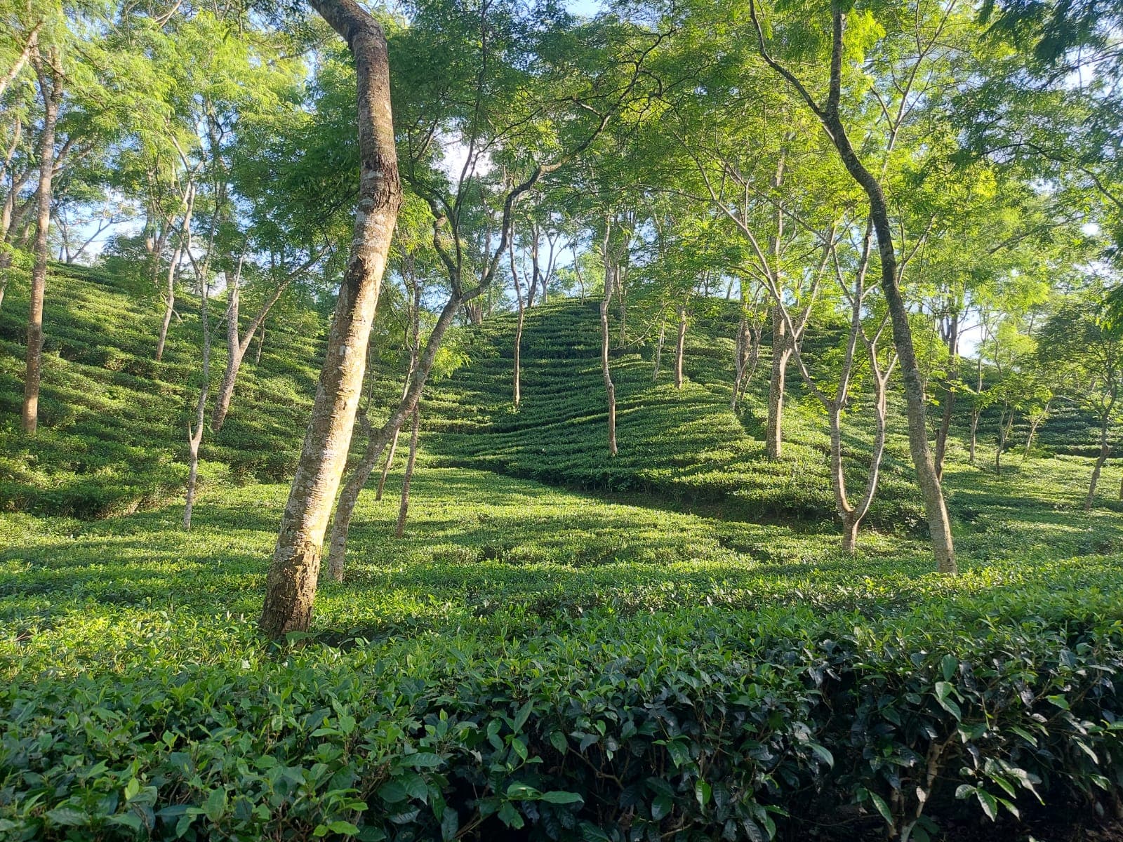 4 Days Dhaka to Sylhet & Srimangal